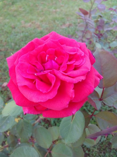  - TRANDAFIRI 2017_2018