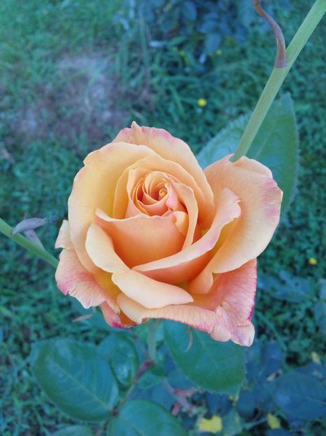  - TRANDAFIRI 2017_2018