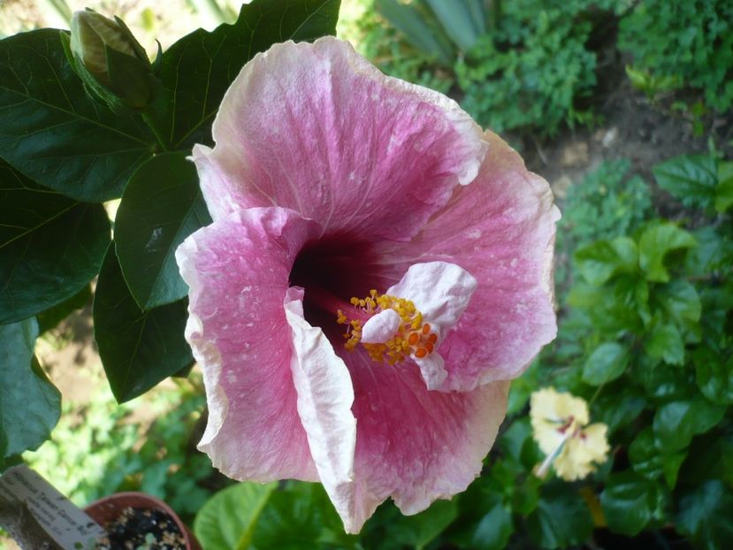 P1340086 - HIBISCUSI 2017-2