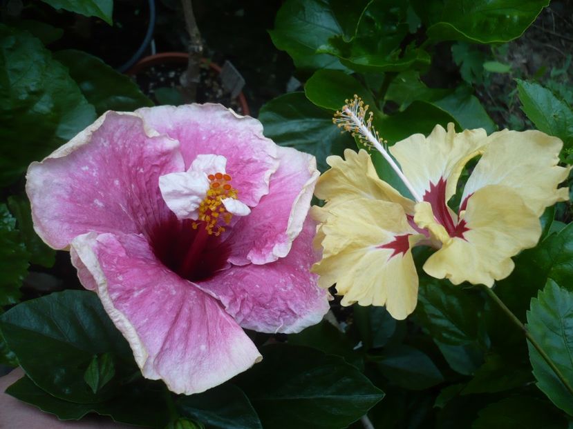 P1340088 - HIBISCUSI 2017-2