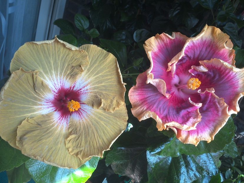 WIN_20170805_130953 - 03Hibiscus