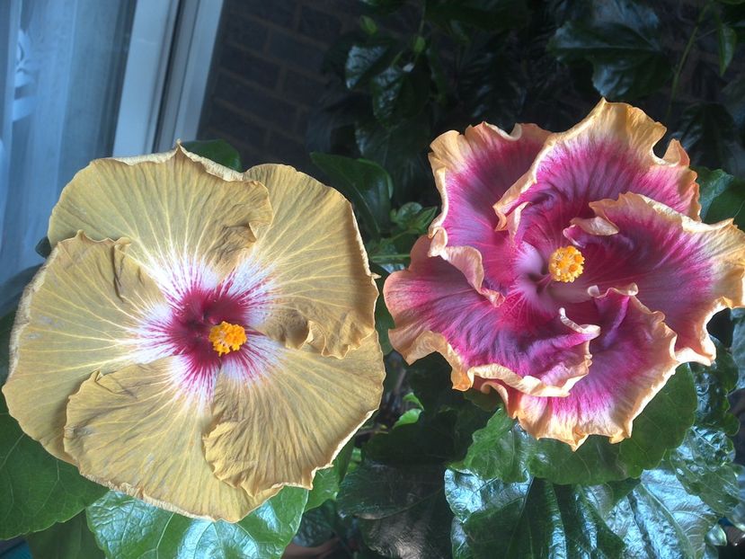 WIN_20170805_131016 - 03Hibiscus