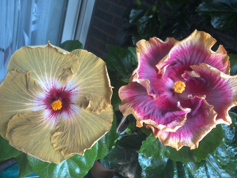 WIN_20170805_131022 - 03Hibiscus