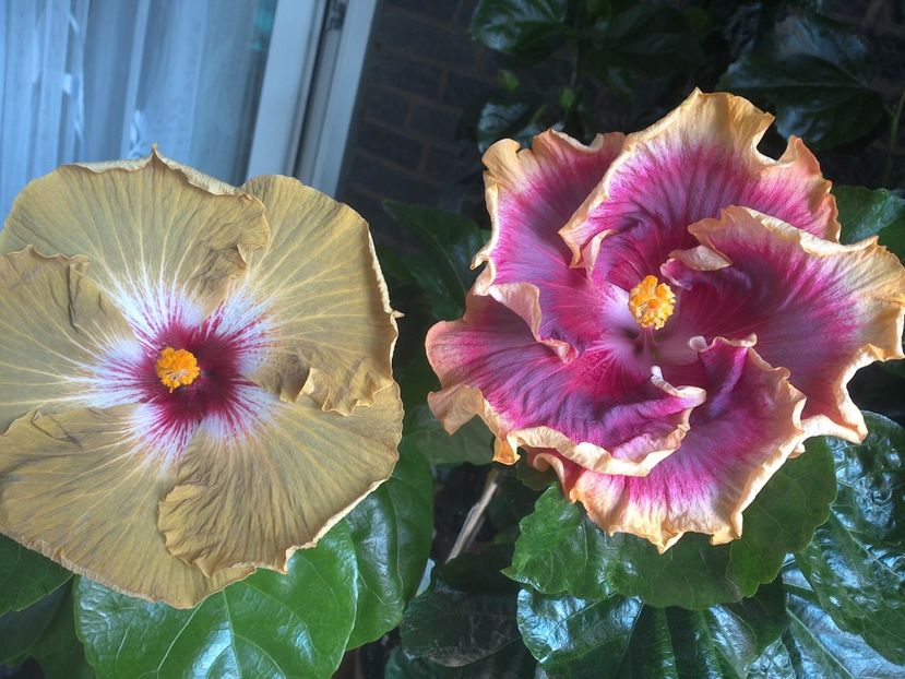 WIN_20170805_131026 - 03Hibiscus