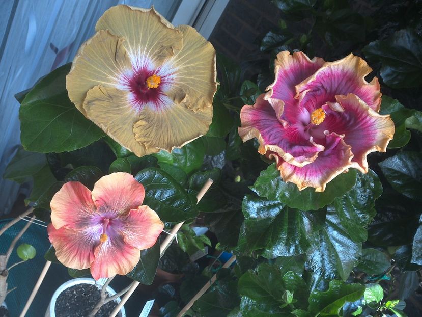 WIN_20170805_131059 - 03Hibiscus