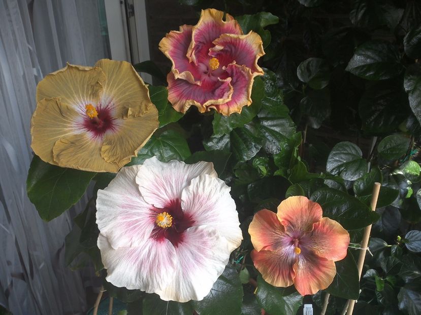 WIN_20170805_131138 - 03Hibiscus