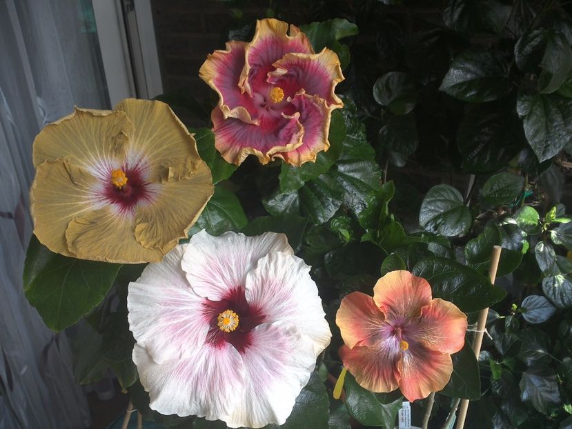WIN_20170805_131146 - 03Hibiscus