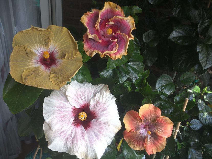 WIN_20170805_131150 - 03Hibiscus
