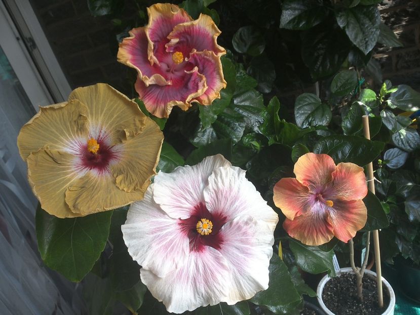 WIN_20170805_131158 - 03Hibiscus
