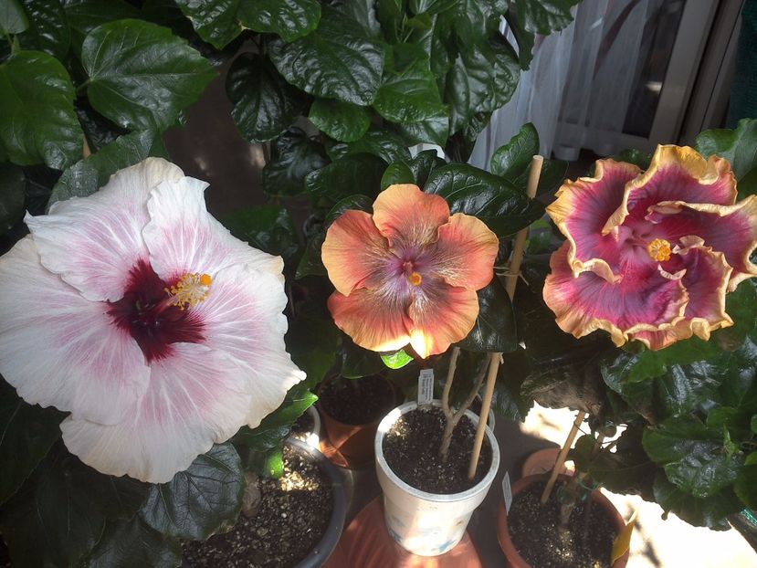 WIN_20170805_130617 - 03Hibiscus