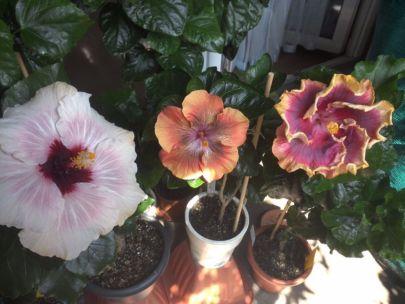WIN_20170805_130619 - 03Hibiscus