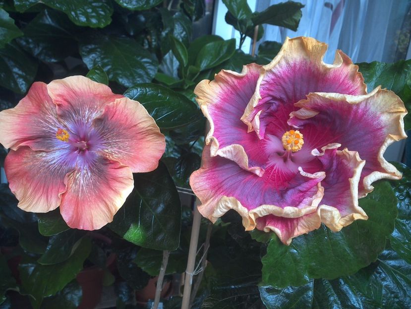 WIN_20170805_130626 - 03Hibiscus