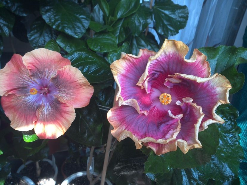WIN_20170805_130629 - 03Hibiscus