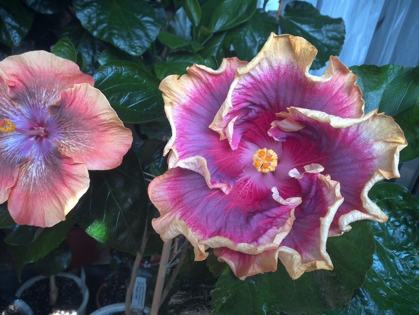 WIN_20170805_130641 - 03Hibiscus