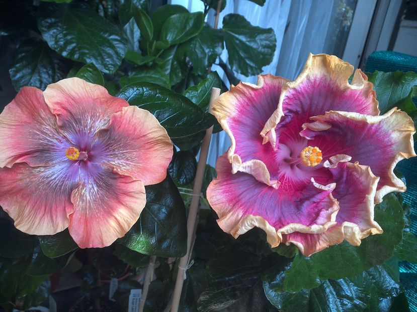 WIN_20170805_130650 - 03Hibiscus