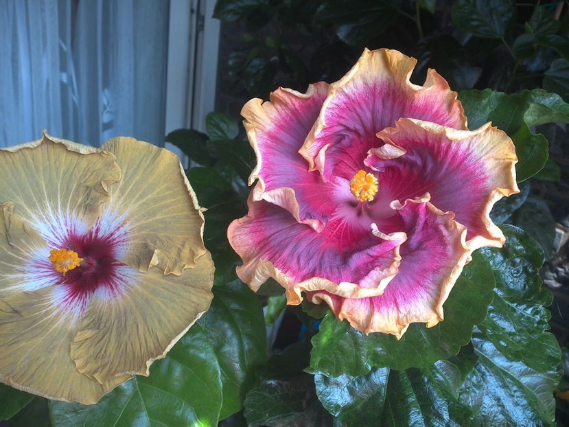 WIN_20170805_130926 - 03Hibiscus