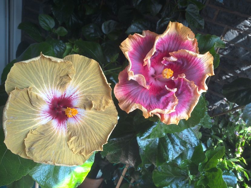 WIN_20170805_130938 - 03Hibiscus
