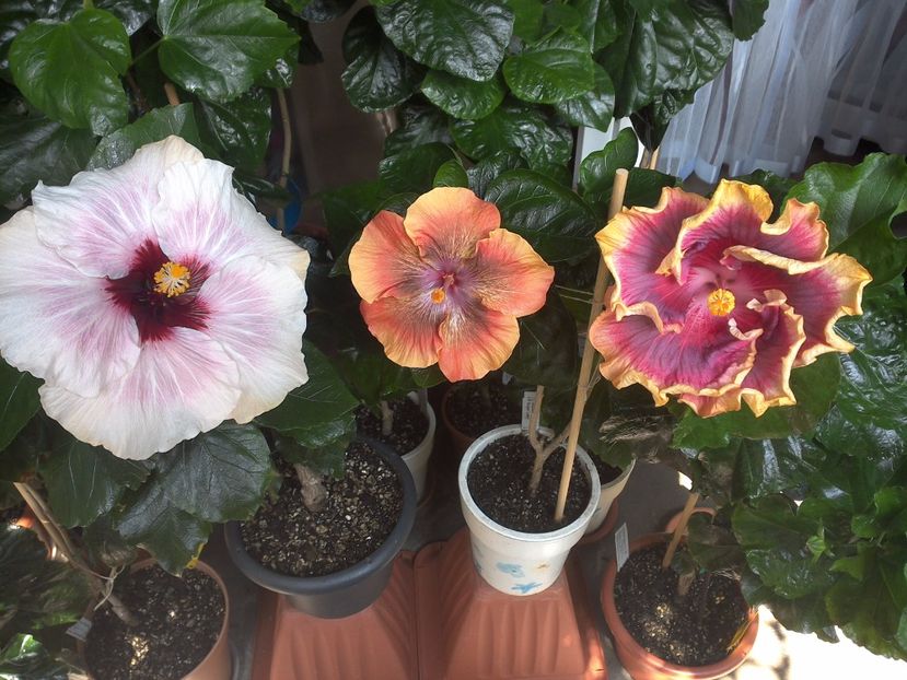 WIN_20170805_130543 - 03Hibiscus