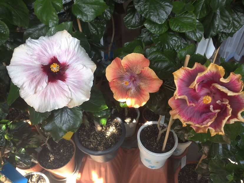 WIN_20170805_130549 - 03Hibiscus