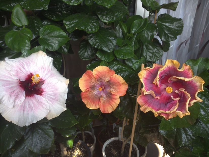 WIN_20170805_130600 - 03Hibiscus