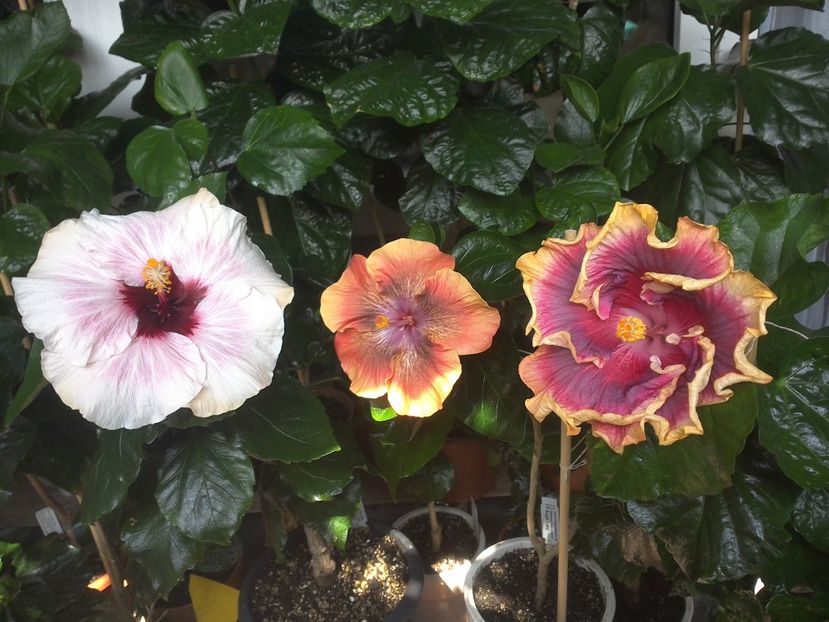 WIN_20170805_130607 - 03Hibiscus