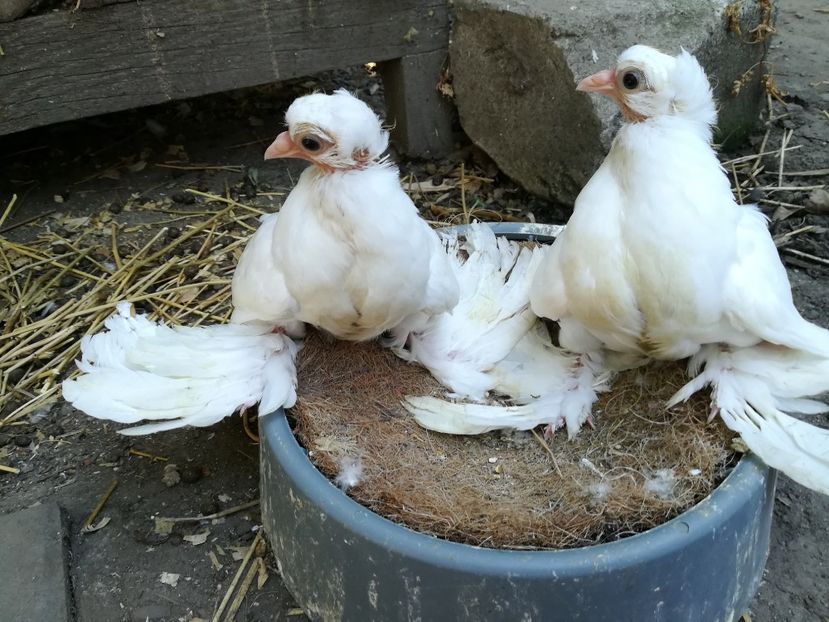  - Pui siberieni 2017