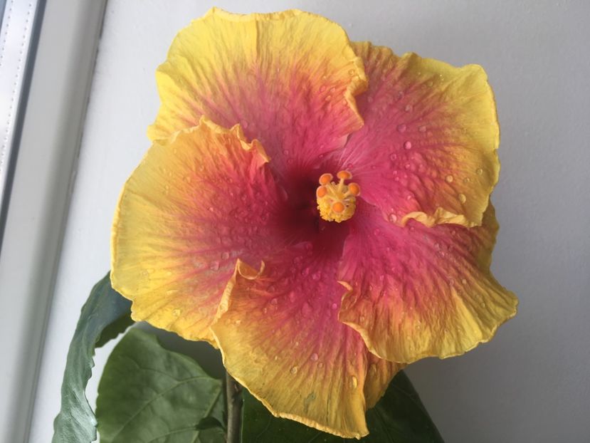 05.08.2017 - Tahitian Sunset Glory-hibiscus parfumat