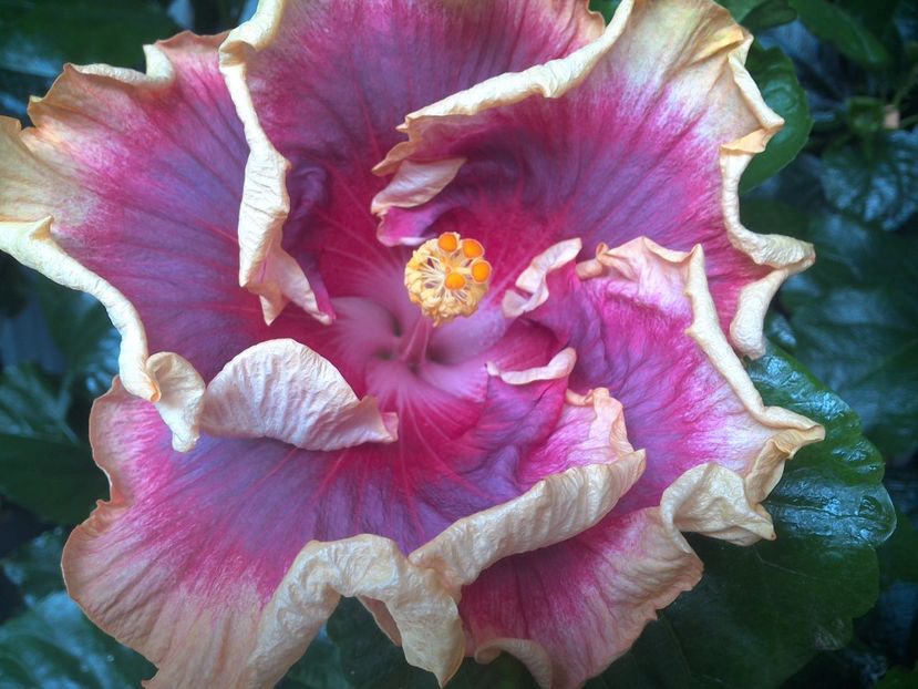 Night Runner - 0Hibiscus in colectie infloriti
