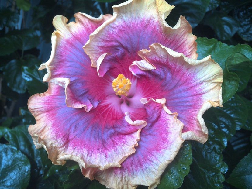 Night Runner - 0Hibiscus in colectie infloriti