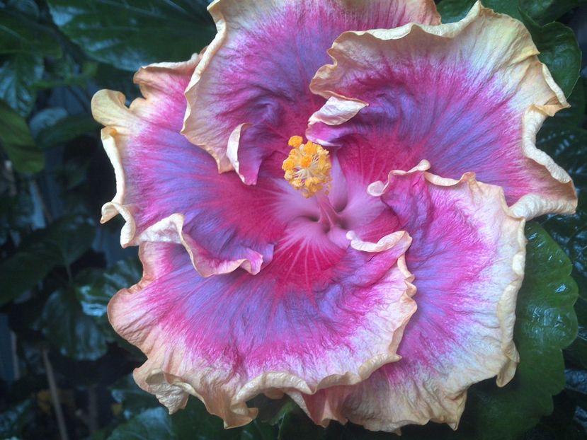 WIN_20170805_141728 - 0Hibiscus in colectie infloriti