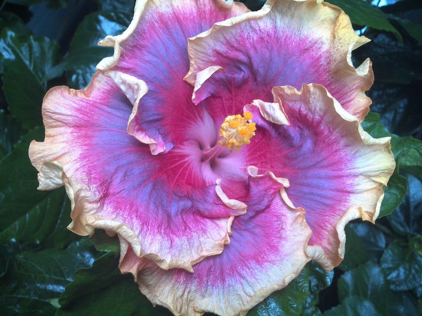 Night Runner - 0Hibiscus in colectie infloriti