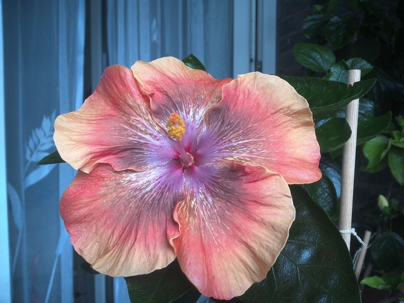 WIN_20170805_143949 - Moorea Sugar Lady