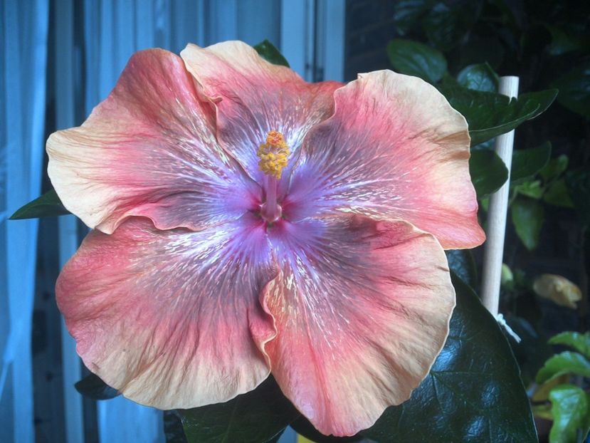 WIN_20170805_143953 - Moorea Sugar Lady