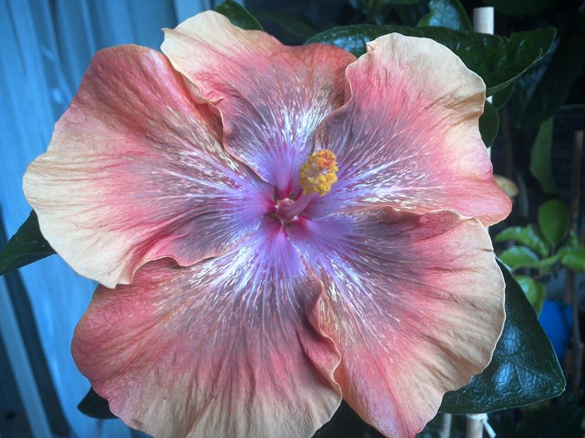 WIN_20170805_144109 - Moorea Sugar Lady