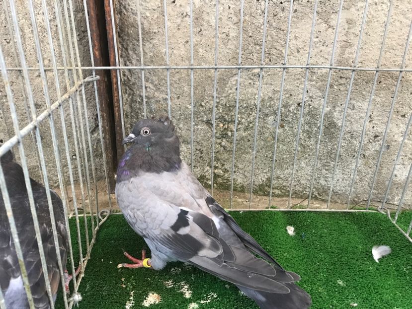  - Pui Zburator Beograd