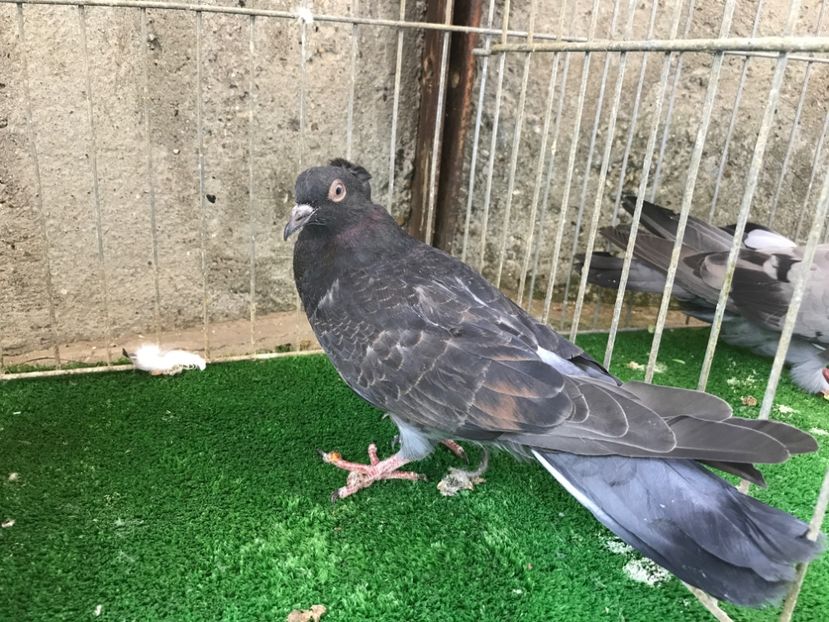  - Pui Zburator Beograd