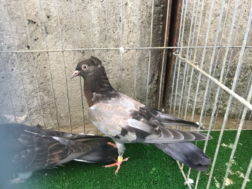  - Pui Zburator Beograd