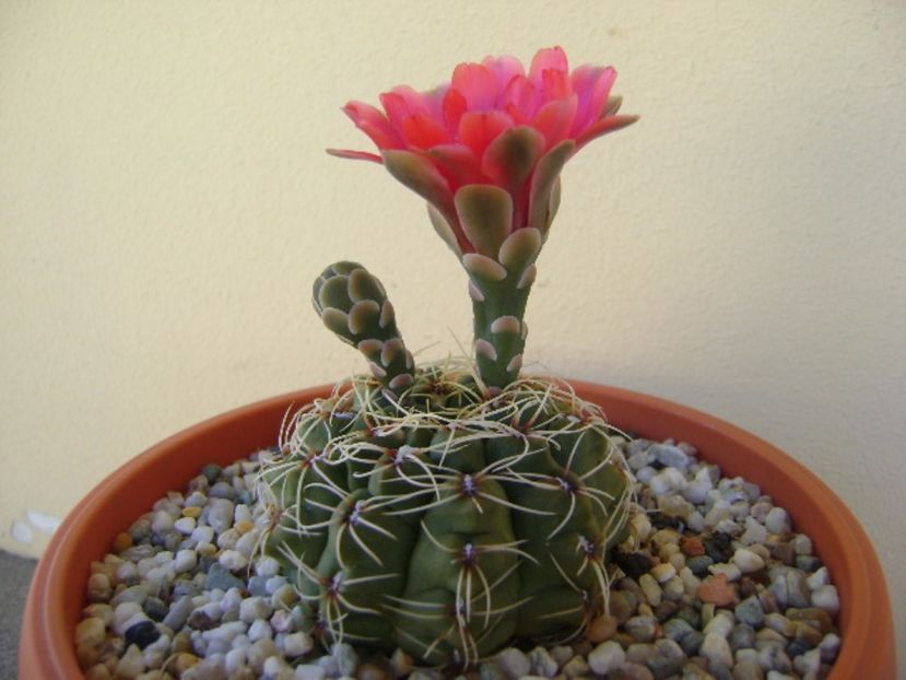Gymnocalycium baldianum - Cactusi 2017 Gymnocalycium