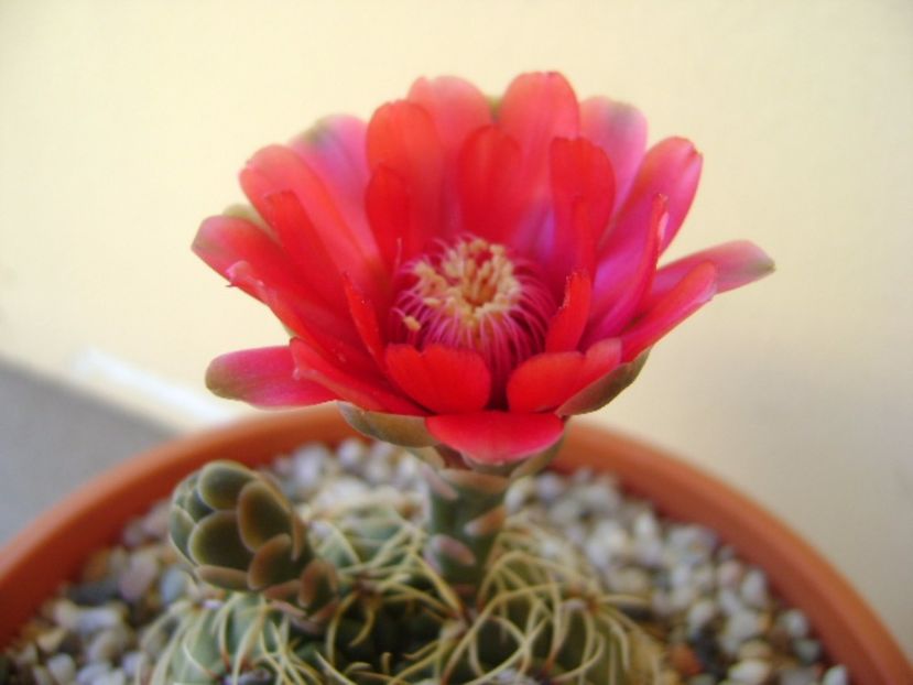 Gymnocalycium baldianum - Cactusi 2017 Gymnocalycium