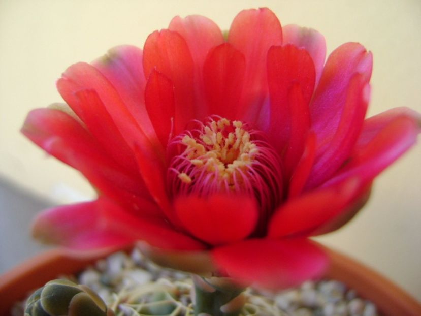 Gymnocalycium baldianum - Cactusi 2017 Gymnocalycium