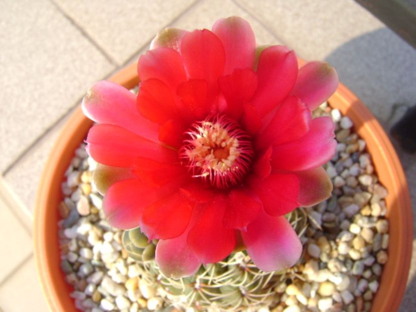 Gymnocalycium baldianum - Cactusi 2017 Gymnocalycium