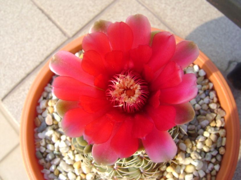 Gymnocalycium baldianum - Cactusi 2017 Gymnocalycium