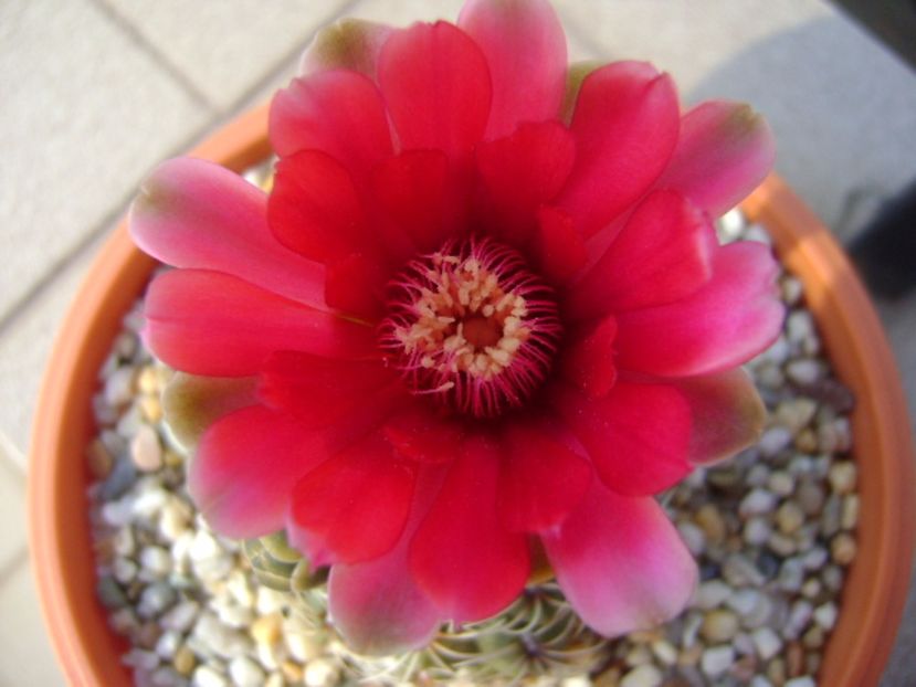 Gymnocalycium baldianum - Cactusi 2017 Gymnocalycium