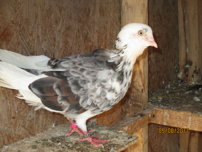 M2014 - Z ARHIVA ROLLER DE BIRMINGHAM 2017