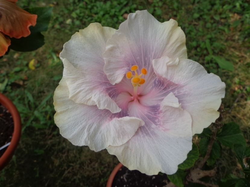  - A- HIBISCUS 2017