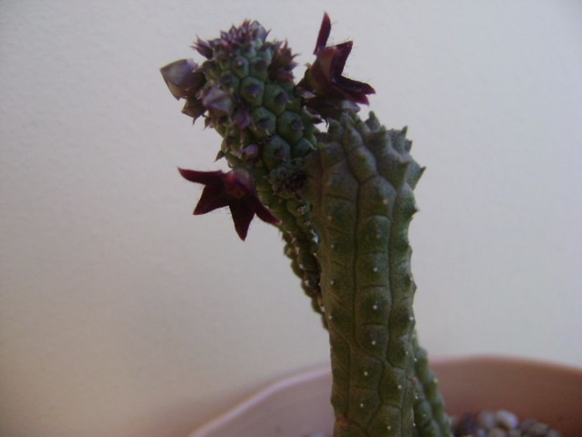Echidnopsis repens - Stapeliade 2017