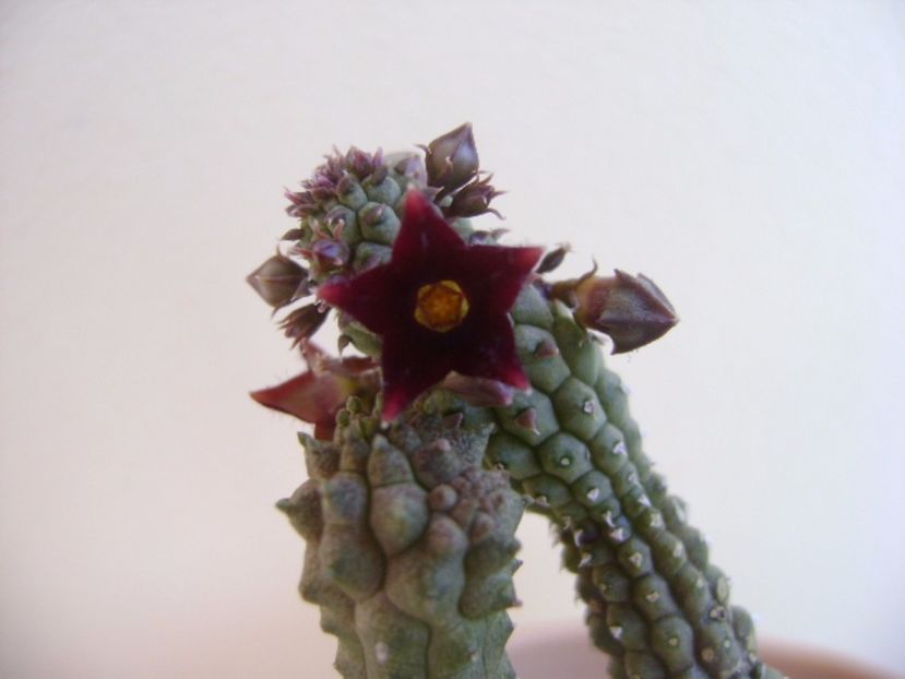 Echidnopsis repens - Stapeliade 2017