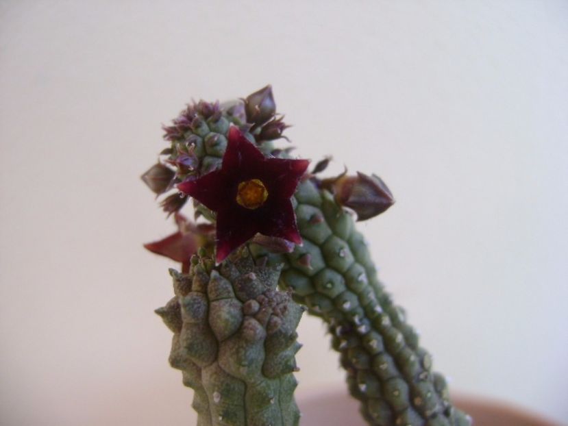 Echidnopsis repens - Stapeliade 2017