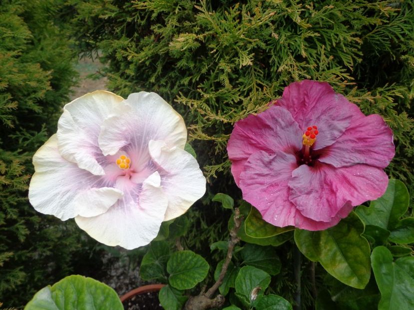  - A- HIBISCUS 2017