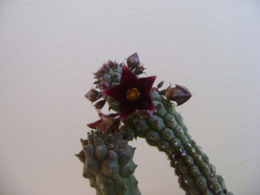 Echidnopsis repens - Stapeliade 2017